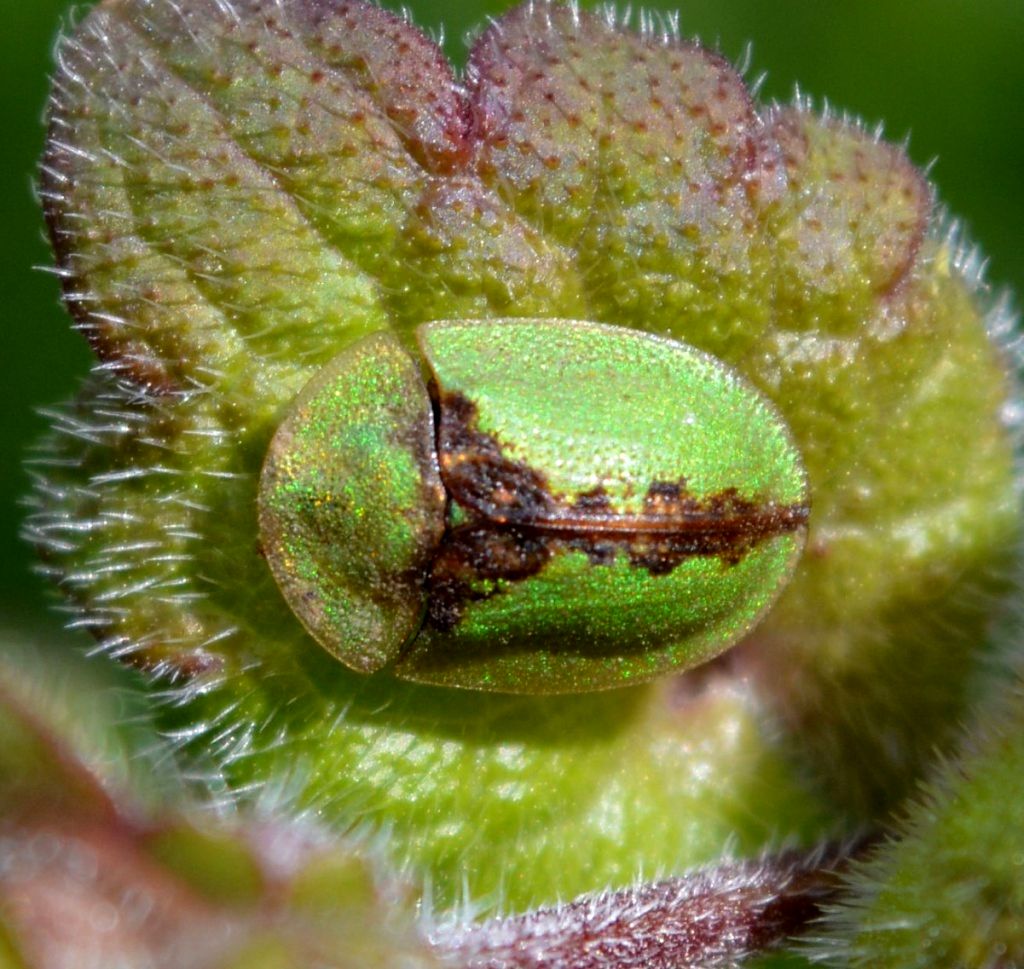 سوسک لاک پشت: حشره ای کوچک با ظاهری منحصر به فرد و نقشی مهم در طبیعت (عکس)