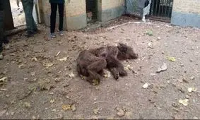تلف شدن ۲ قلاده خرس قهوه‌ای بر اثر اصابت گلوله در آمل