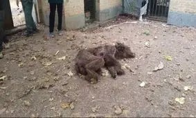 تلف شدن ۲ قلاده خرس قهوه‌ای بر اثر اصابت گلوله در آمل