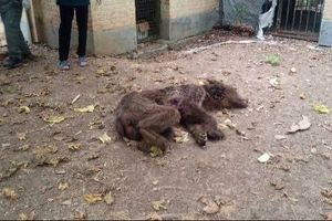 تلف شدن ۲ قلاده خرس قهوهای بر اثر اصابت گلوله در آمل