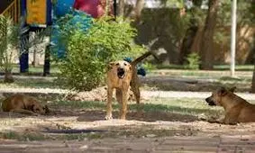 جزئیات حمله سگ ولگرد در فردیس/ زخم‌ دختربچه سطحی بود