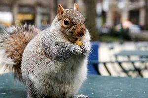 غذا دادن به سنجاب‌ ها در زمستان سرد/ ویدئو
