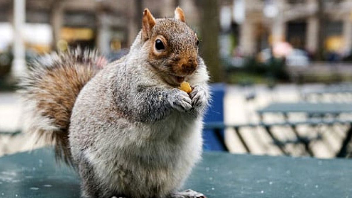 غذا دادن به سنجاب‌ ها در زمستان سرد/ ویدئو