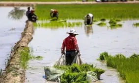 کشت برنج در این استان ممنوع شد
