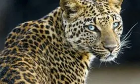 روایت حمله پلنگ به یک پلیس در قائمشهر/ ویدئو