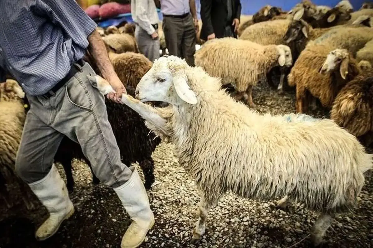 گوسفند کیلویی چند؟