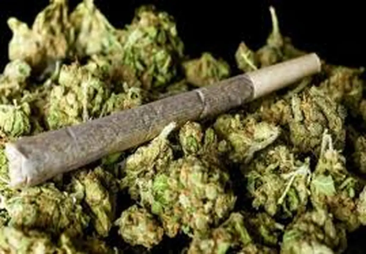 یک متخصص: اثرات مخرب مخدر گل در ایران از تمام مخدرها بالاتر است/ گل بازها در ایران قارچ و کپک می کشند