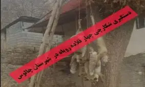 قاتل چهار روباه در شمال کشور بازداشت شد