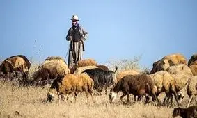 چوپان جوان فدای گوسفندش شد/ کشف جسد در ساوجبلاغ