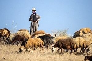 چوپان جوان فدای گوسفندش شد/ کشف جسد در ساوجبلاغ