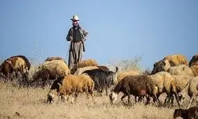 چوپان جوان فدای گوسفندش شد/ کشف جسد در ساوجبلاغ