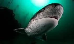 گردهمایی کوسه‌های گاوی در سواحل جزیره کیش/ ویدئو