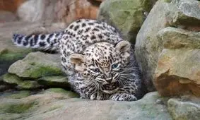 تولد دو بچه پلنگ ایرانی در لهستان؛ برای این دوقلوها اسم انتخاب کنید