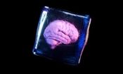 سرمازیستی؛ ماجرای واقعی مغز یک پزشک که شبیه فیلم های علمی تخیلی است!/ تصاویر
