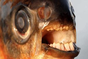 ماهی عجیب با ظاهری شبیه انسان/ ویدئو