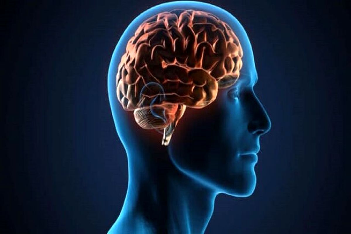 چه چیزی مغز انسان را از سایر حیوانات متمایز میکند؟