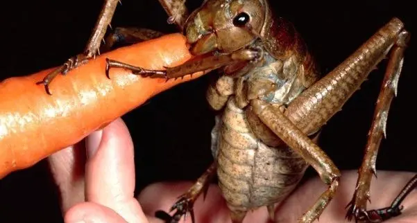 این حیوان کوچک بیشترین انسان را می کشد