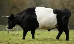 سرقت یک موتور توسط یک گاو در هند!/ ویدئو

