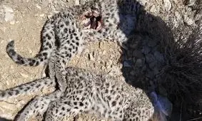 کشف لاشه ۲ توله پلنگ ایرانی