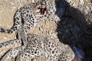 کشف لاشه ۲ توله پلنگ ایرانی