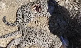 کشف لاشه ۲ توله پلنگ ایرانی