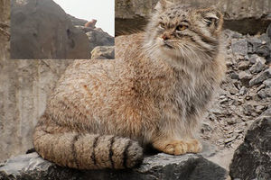 مشاهده گربه پالاس در منطقه حفاظت شده کالمند بهادران مهریز