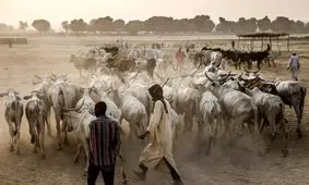 درگیری‌ ها بر سر زمین‌ مناسب برای دامداری در نیجریه، ۵۶ کشته برجای گذاشت