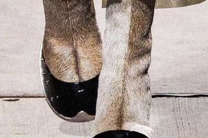 کفش‌هایی با طرح سم الاغ رونمایی شد