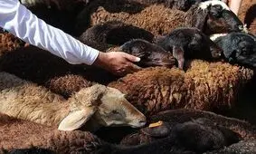 گرانی به نذری ها هم رسید