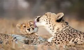 "ایران" و "فیروز" منتظر خواهر یا برادر پیروز