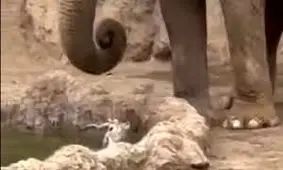 نجات گوزن از غرق شدن توسط فیل غول پیکر/ ویدئو