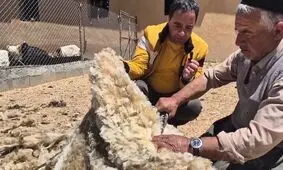 رسم پشم چینی گوسفندان در عشایر استان فارس/ ویدئو
