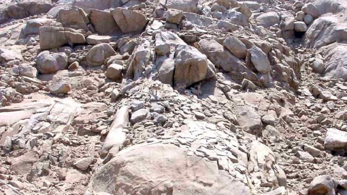 تست بینایی: با پیدا کردن بزهای کوهی تصویر اثبات کنید که چشمات مثل عقاب دارید