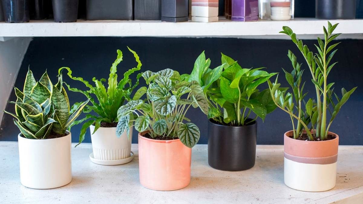 10 گیاه کوچک و کند رشد آپارتمانی