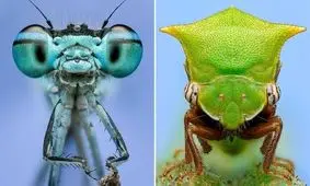 این تصاویر متفاوت از دنیای حشرات را ببینید