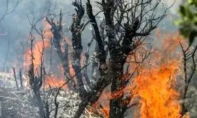 ۹۵ درصد از آتش سوزی‌های مناطق بحرانی فارس عمدی هستند