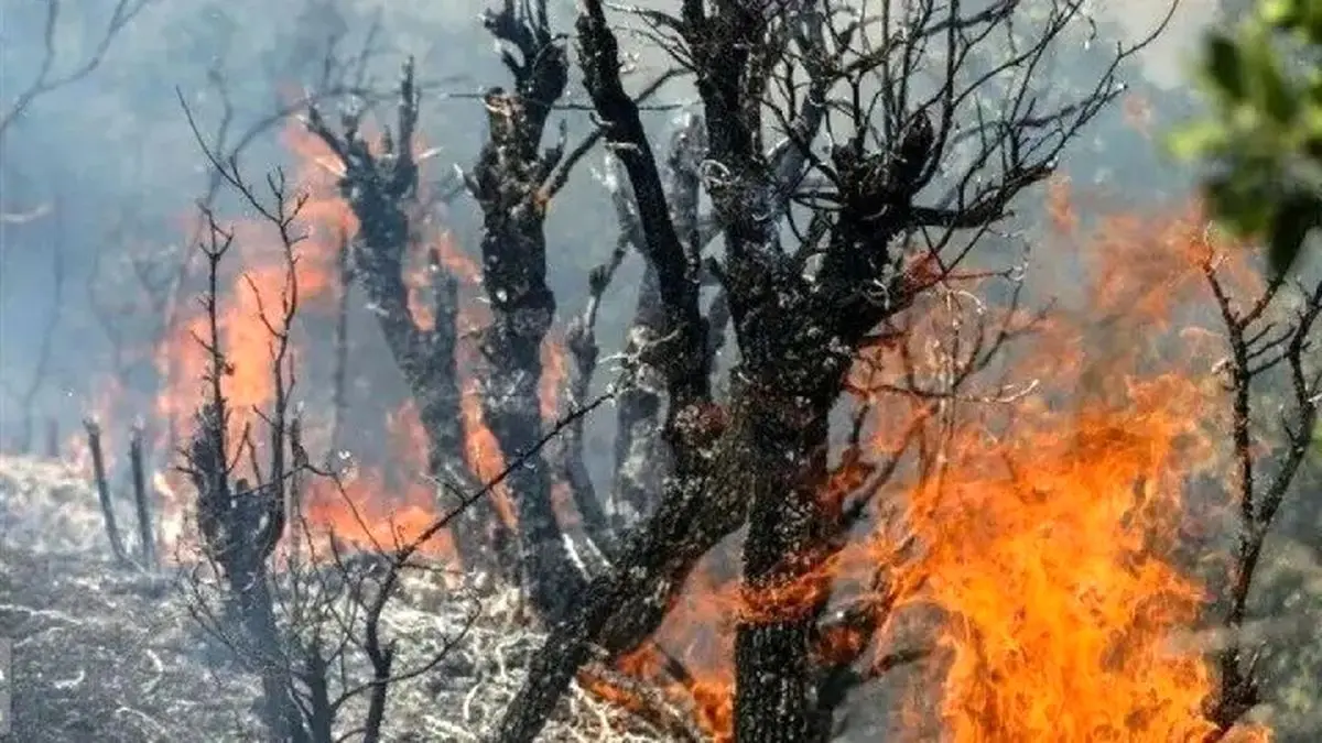۹۵ درصد از آتش سوزی‌های مناطق بحرانی فارس عمدی هستند