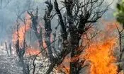 ۹۵ درصد از آتش سوزی‌های مناطق بحرانی فارس عمدی هستند