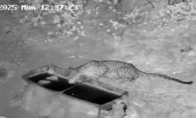 اولین ثبت و مشاهده گونه نادر پلنگ ایرانی در زیستگاه‌های لرستان

