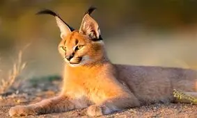 بازی کاراکال ها در دل طبیعت جاجرم/ ویدئو