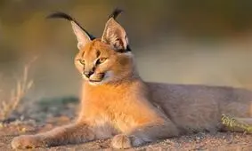 بازی کاراکال ها در دل طبیعت جاجرم/ ویدئو