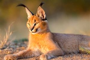 بازی کاراکال ها در دل طبیعت جاجرم/ ویدئو