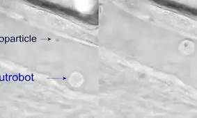 ساخت ربات با استفاده از گلبول سفید!

