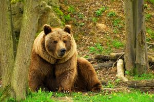 حمله خرس به قرق‌ بان مازندرانی/ ویدئو