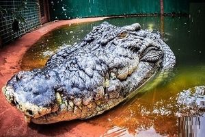 بزرگترین تمساح جهان که ۱۲۰ سال دارد!/ ویدئو و تصاویر