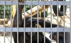 باغ‌وحش تهران را در سال ۱۳۷۱ ‌می‌بینید