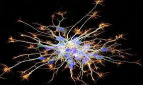 پایان شرط بندی 25 ساله بر سر منشاء «آگاهی»/ یک- صفر به نفع فیلسوف!

