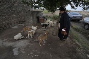  روحانی ای که سگ های خیابانی را نجات می دهد/ عکس