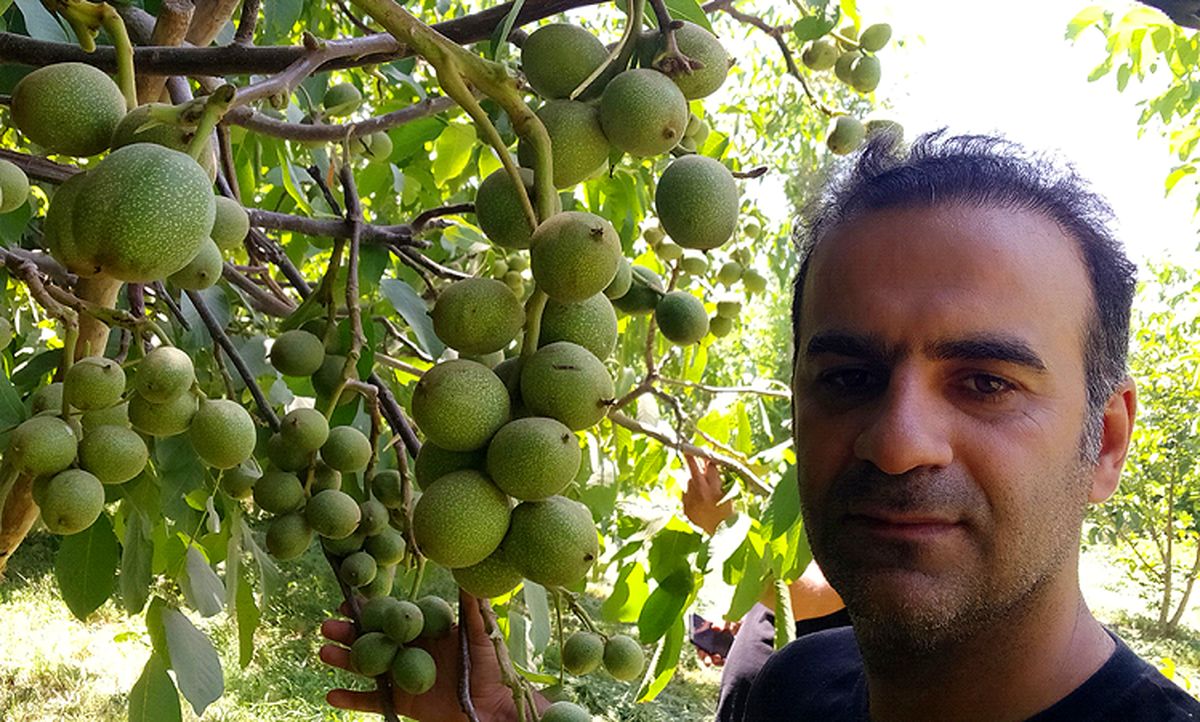 خرید 3 نهال گردو بذری و پیوندی با 300 کیلو باردهی در سال