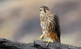 ببینید | وقتی شاهین نر شکار خود را در آسمان به شاهین ماده می‌دهد